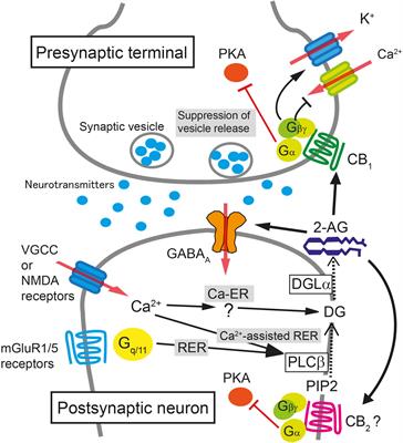 Endocannabinoid-Mediated Control of Neural Circuit Excitability and Epileptic Seizures